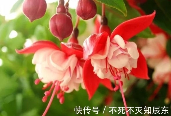 这些花朵，越养越好看，太阳大才长得好，开花美艳量还多