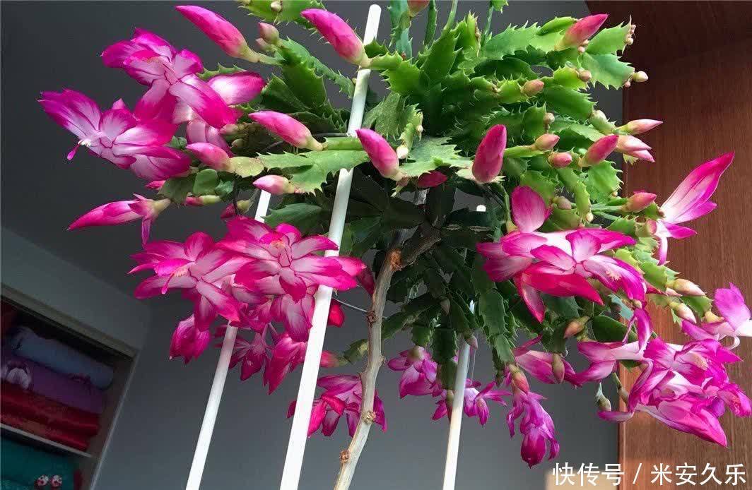 网纹草|室内养什么花好？这4种“耐阴花”，花叶俱美，很好养