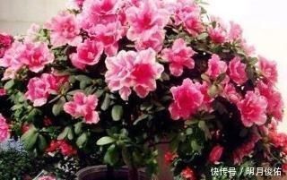 3种“小东西”混一混,是养花“万能土”,比营养土好用“10倍”