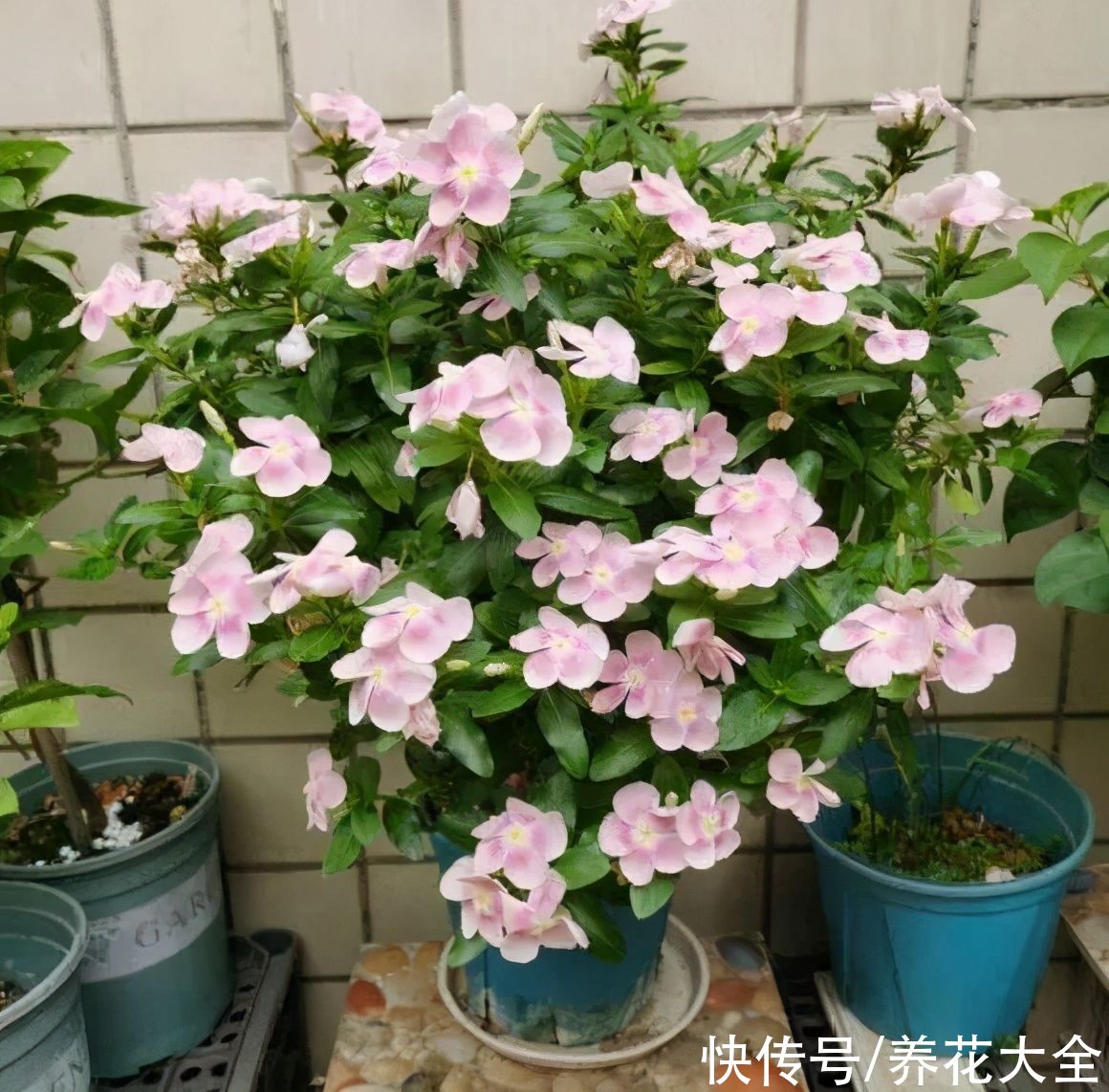 马齿苋花|山东马齿苋老桩，年年开花像小树，网友直呼：假的吧