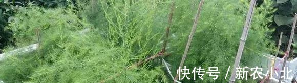 采收|芦笋太贵别买了，阳台种上一盆，连续采收10年不成问题！