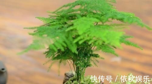 1种不起眼的小东西，用来养文竹，四季不黄叶，蹭蹭冒新芽