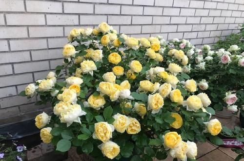  微型|阳台再小，也要养几盆微型月季，勤开花又矮小，值得拥有