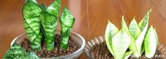 家里4种“药片”，过期不要扔，都是养花“宝贝”, 比花肥好用10倍！