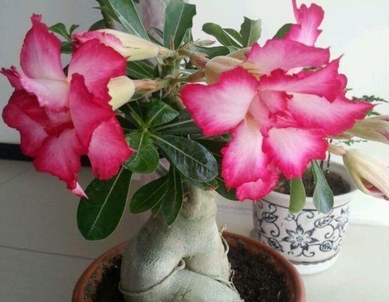 浇花|早上、中午、晚上浇花“区别大”难怪总是养不好花,要这样浇!