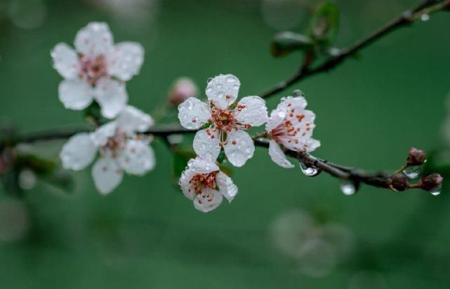 好时光、畅我心怀。见桃花敛，梅花落，杏花开