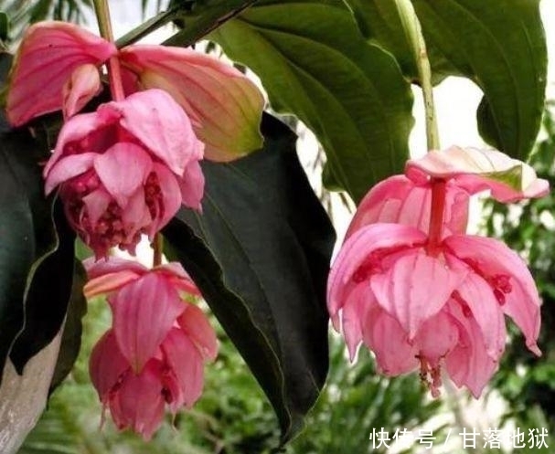 养花就养个花期长的，花大色艳，花朵粉嫩丰腴，绚丽夺目