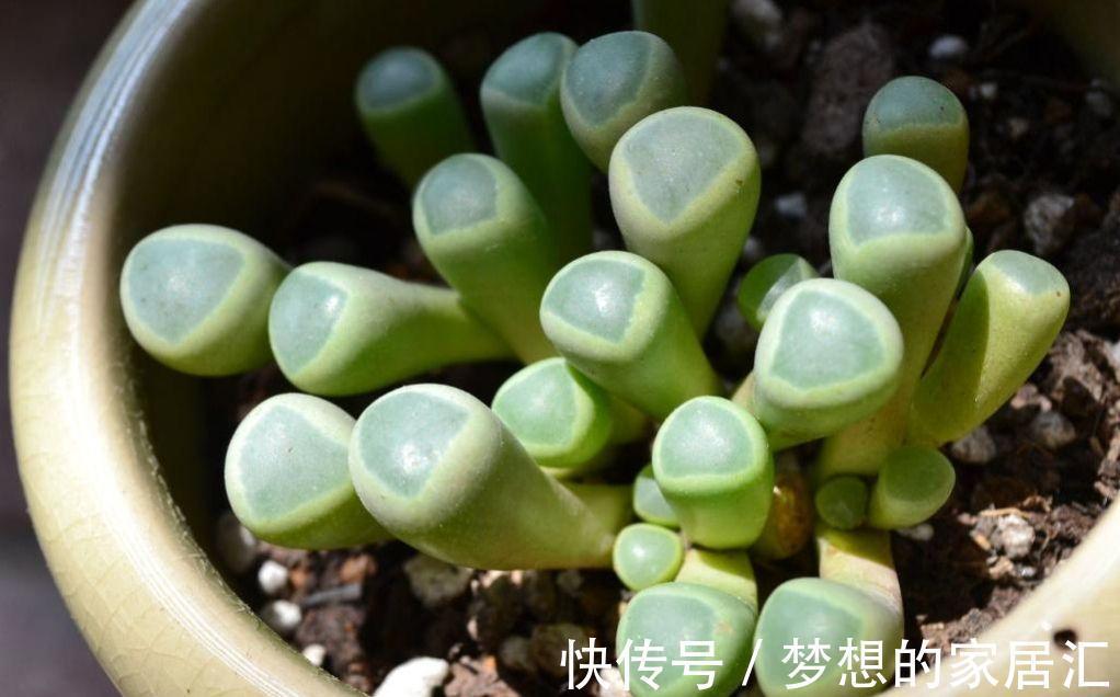 棒状|多肉五十铃玉叶形如小棒，顶端带有透明的窗，并且开花也好看