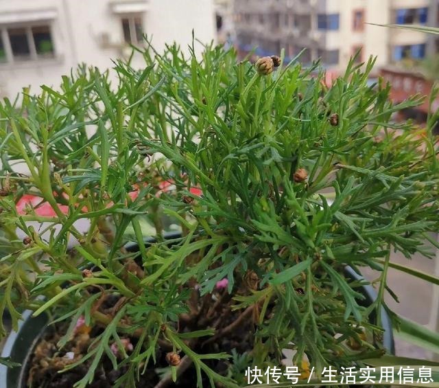 特欠剪的花,越剪越好看,花开不断!特欠剪的花,越剪越好看,花开不断!