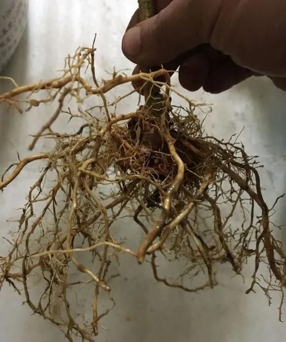 茉莉花后赶紧剪,剪完就开花,一直剪一直开