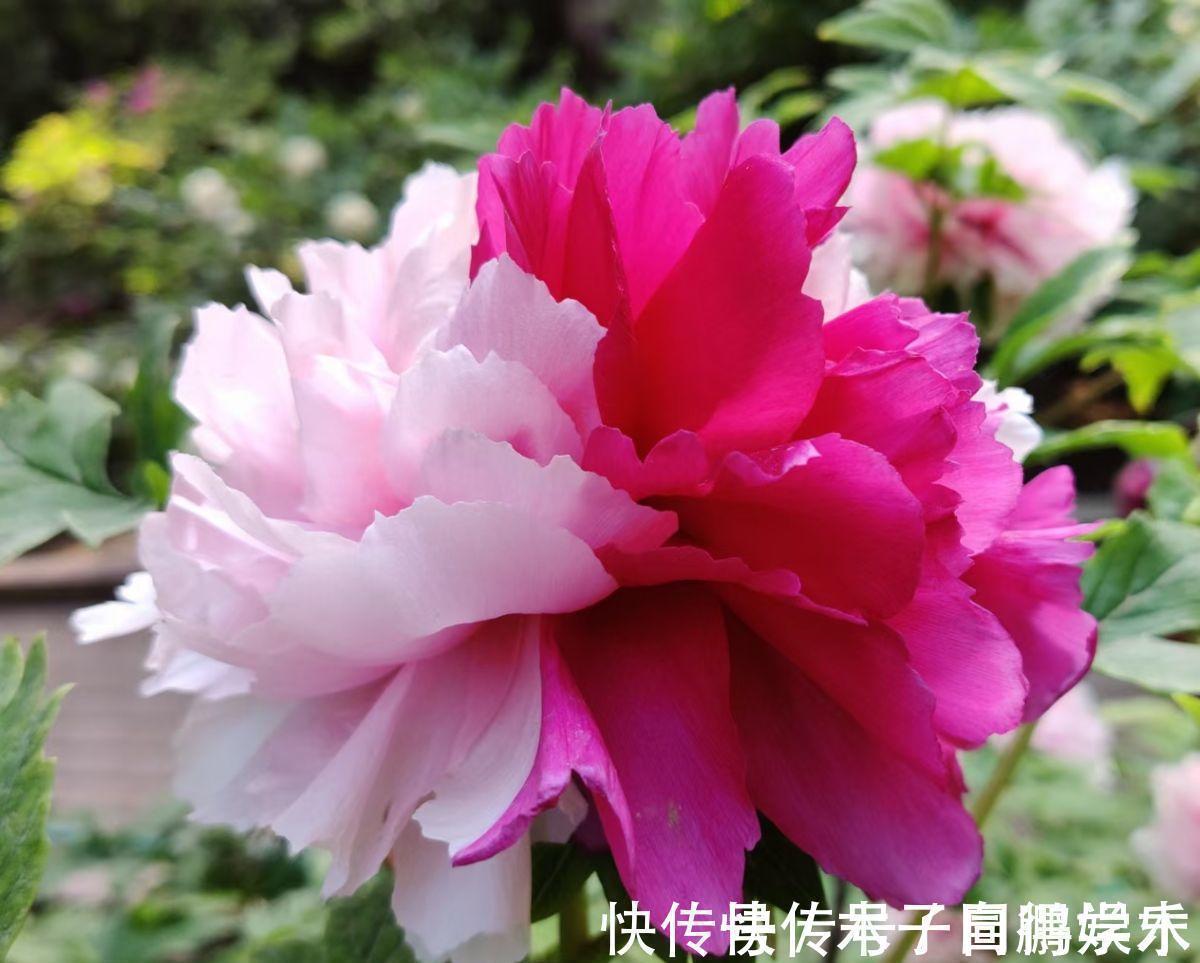 5种“长命花”,富贵又吉利,越养越值钱,赶紧养一盆做传家宝