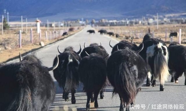 后果|如果在川藏线自驾撞死牦牛或香猪会怎样？让我来告诉你后果！