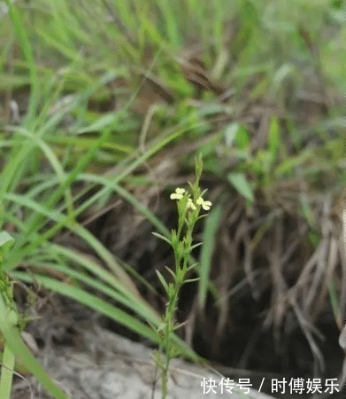 野草|三天挖不到一斤,每斤卖800元,见到别错过,因为它很稀罕!