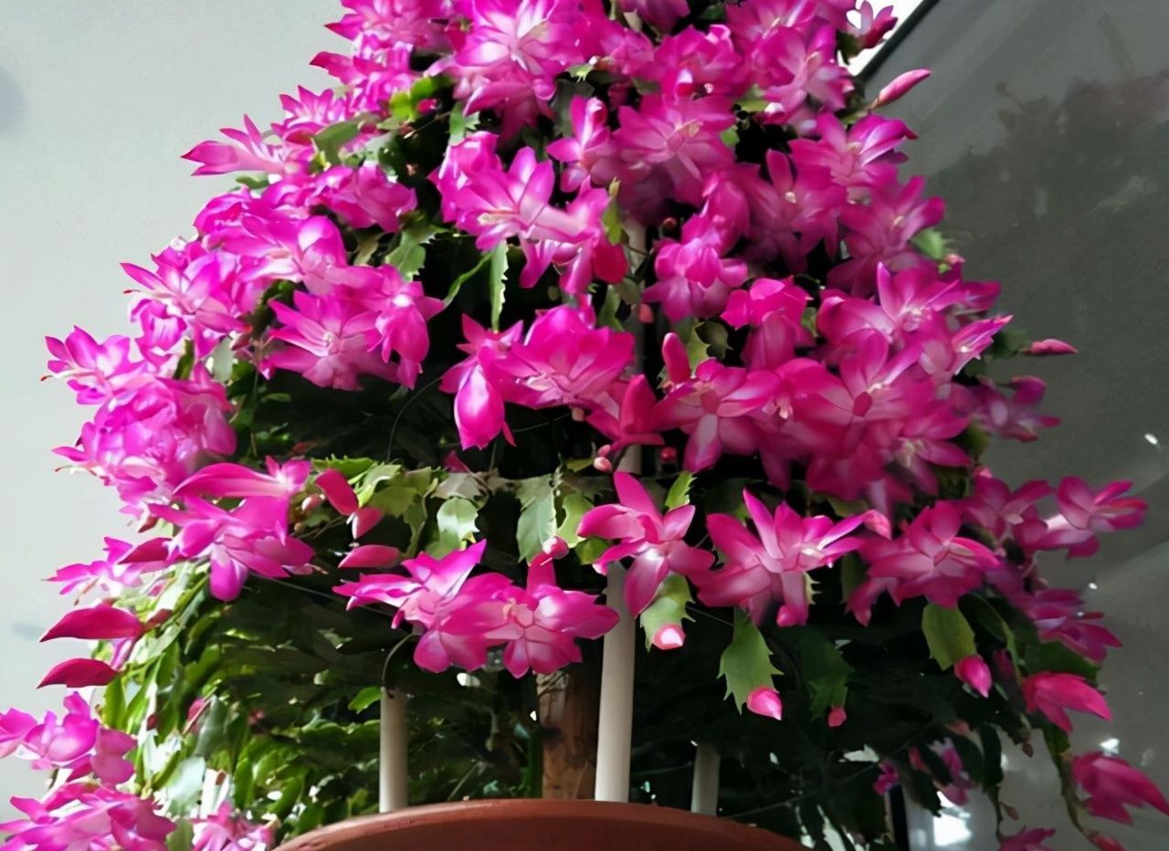 冬末养蟹爪兰,“三位置”灌点水,新芽咕噜冒,一次绽放上万朵