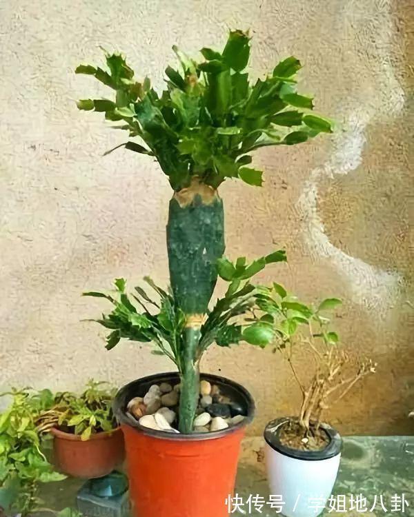 6种“懒人花”,堪称“不死花”,养成老桩几十年,旺家又值钱