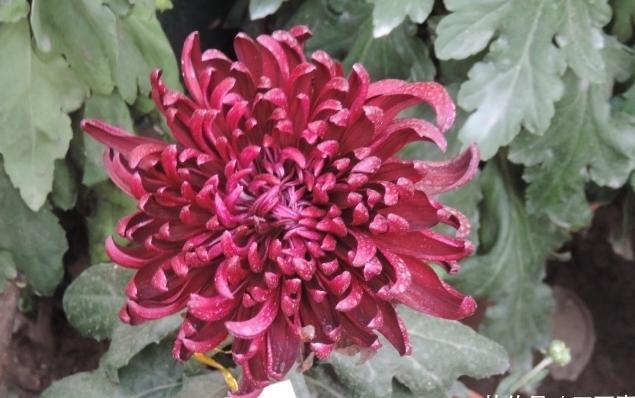 喜欢菊花，不如养盆“珍稀名菊”李逵醉酒，似高雅雁舞，妩媚妖娆