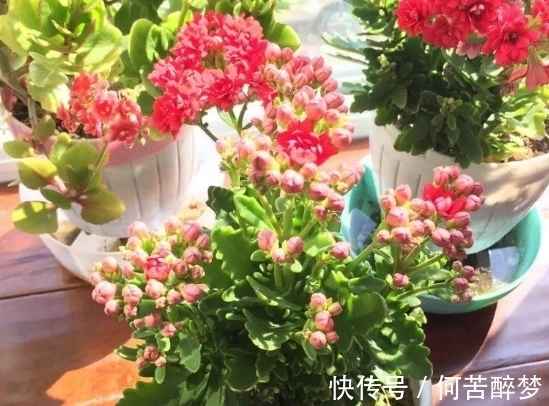 修剪掉的长寿花枝叶该不该扔,怎么处理好?