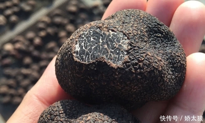 山里這種藥材形似“泥巴”,農(nóng)村人見了不理睬,外面一斤5百元