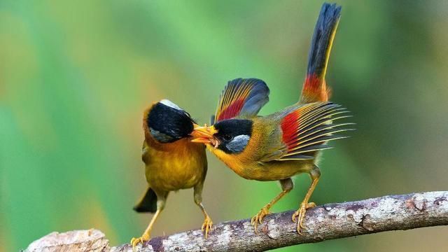 情诗$白居易一首冷门情诗,通俗易懂,感情真挚,很多人以为是现代诗