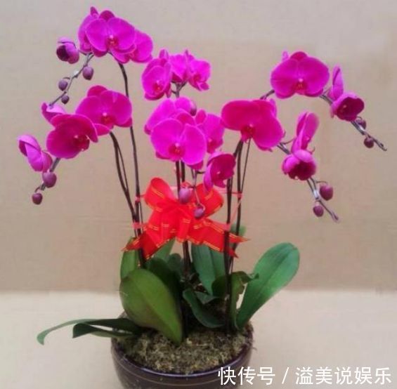 几种花你至少要养一种，人养花，花也养人，家人身体越来越好！