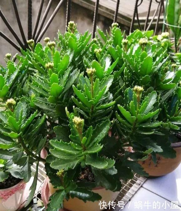 铁线莲|6种“漂亮花”,立秋后快施肥,叶片杠杠厚,花苞挤满盆