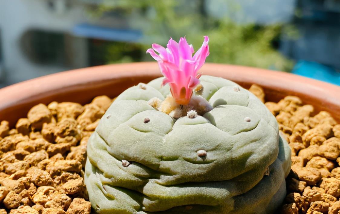 春天养花,浇水也是一门学问,如果浇水不当,这些植物会严重受损