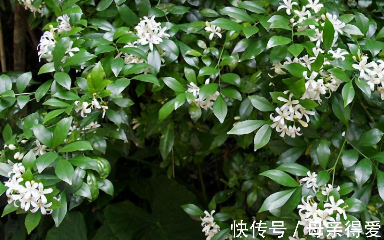 陈阿姨养七里香,加一点自制肥料,四季常青,花期开满一盆