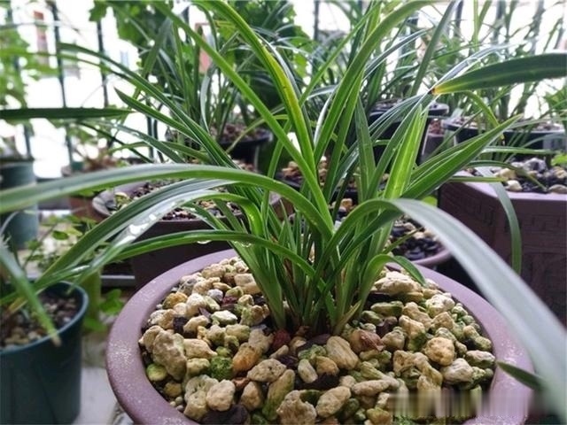 烂根|养兰花,记住2口诀,兰花越长越旺盛,再也不怕养不活