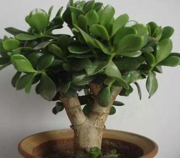 养花|秋冬养花,家里养3种花,易管理长势旺,懒人都能养爆盆