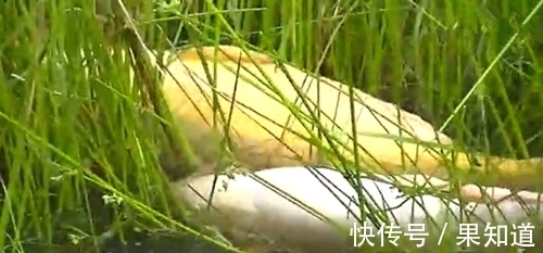 大鱼|水草中看到一白一黄的两条大鱼在嬉戏，太漂亮了，不舍得抓来吃