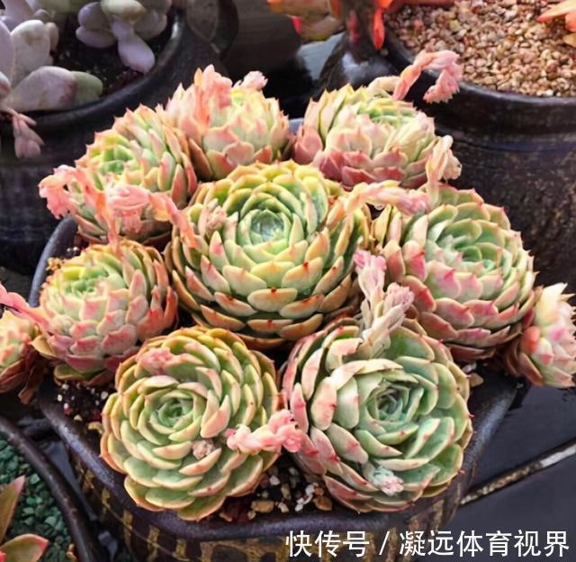 养多肉浇水记住3句“口诀”,叶片“胖乎乎”,养出漂亮状态