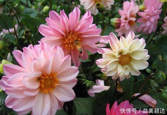 阳台上|4种花漂亮又好养，花期超长又漂亮，一开就停不下来