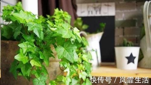 自从卫生间里放了这盆花后,再也没异味了