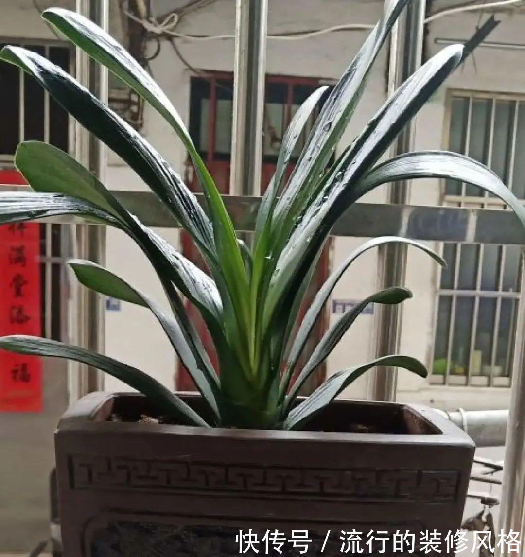 君子兰|8种花夏天不能买，买回来就死，白浪费钱