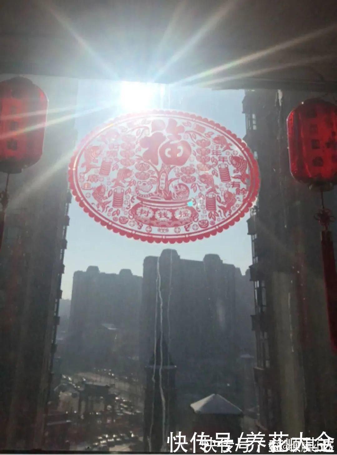 肉肉们|室内养多肉,也能养出水晶果冻色,任谁看到都说好