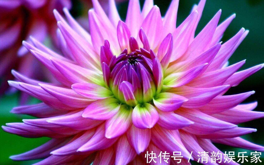 大丽菊|此花名叫“大丽菊”，美丽的不像话，寓意大吉大利，幸福美满