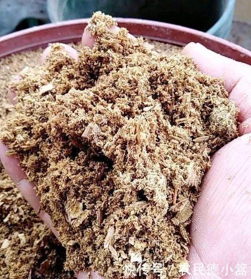 君子兰|家里养君子兰,花盆里加3种植料,盆土疏松肥沃,根壮叶绿花美!