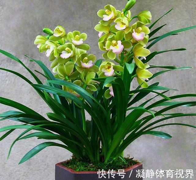 不管养兰花还是君子兰,只要弄明白这一点,咋养也长得好