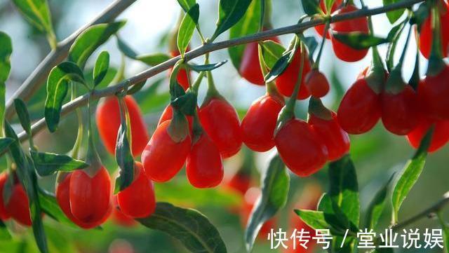 枸杞泡水|常喝枸杞水养肝强身,但要避开四个禁忌,为了健康,花时间看看吧