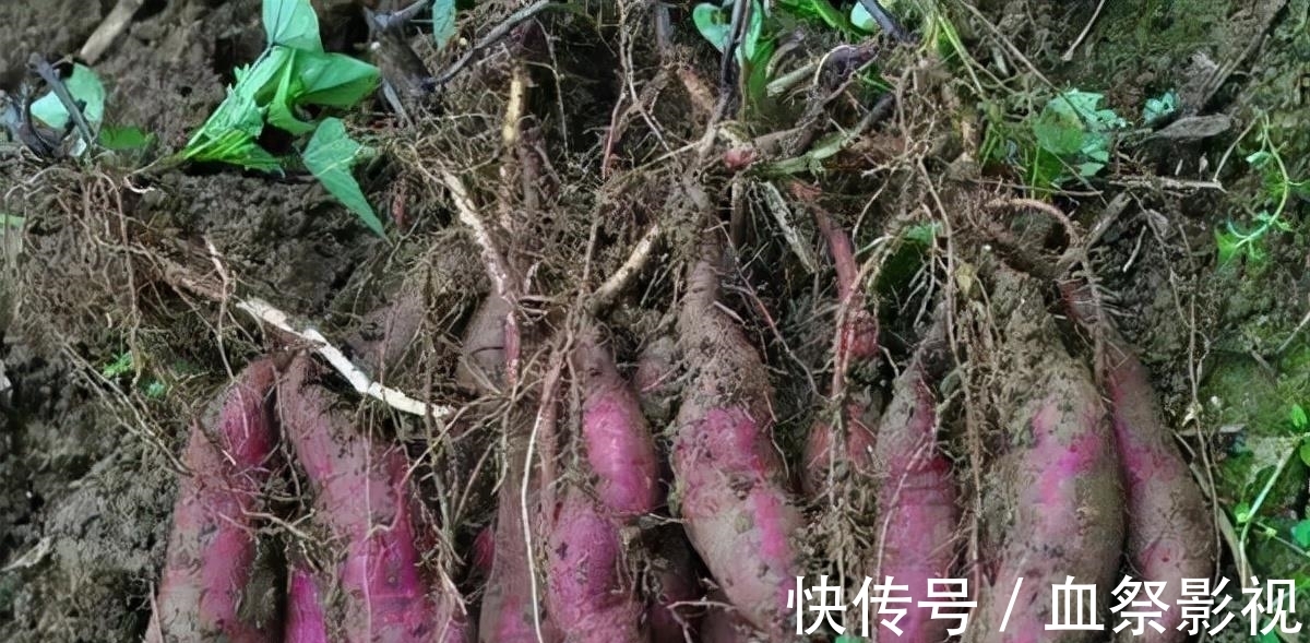 大米熬成蓝色引丈夫吐槽,蓝色的大米粥有没有毒?真相揭晓