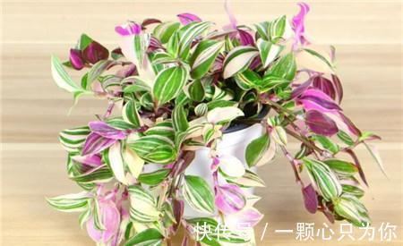 养花试试这几款,一个比一个漂亮,颜值高,好打理