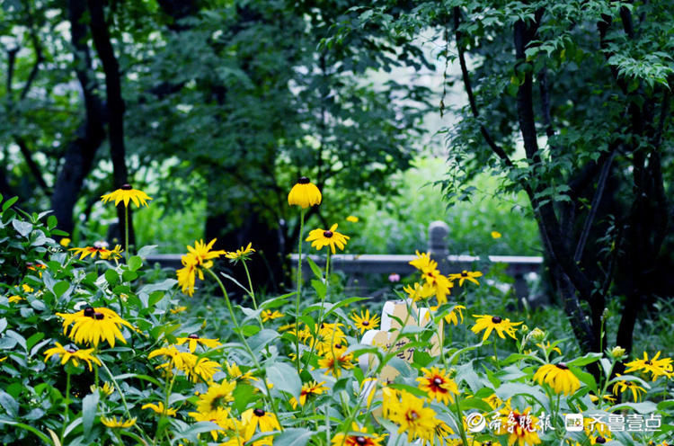 這種菊花您見過嗎？濟南泉城公園黑心金光菊花開別致|花開齊魯| 金光