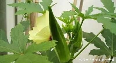 注意：常见的这3种野菜有毒，千万别食用