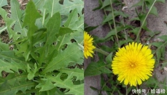 蒲公英|春季到农村挖野菜,这九种野菜可以吃而且营养价值高,你吃过几种