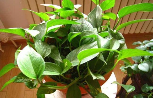 养分|绿萝长出这种枝,看到就赶紧剪,不剪,很难养爆盆