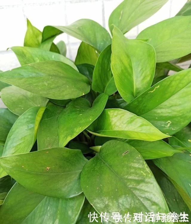 花友|养花常说的“散射光”是什么光哪些地方符合散射光要求！