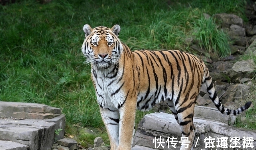 登荣|今年七月，哪3大生肖苦难已熬完，好运登荣榜首，路路顺财财通