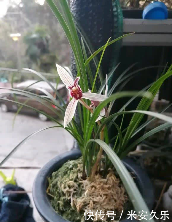 兰花|夏天养兰花，放在室外多淋雨，雨水比施肥管用，促进新芽生长