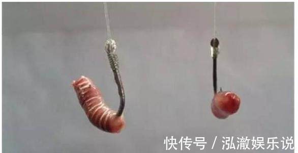 鲫鱼|6种蚯蚓穿鱼钩方法,图解蚯蚓挂钩法,爱钓鱼的你别错过!