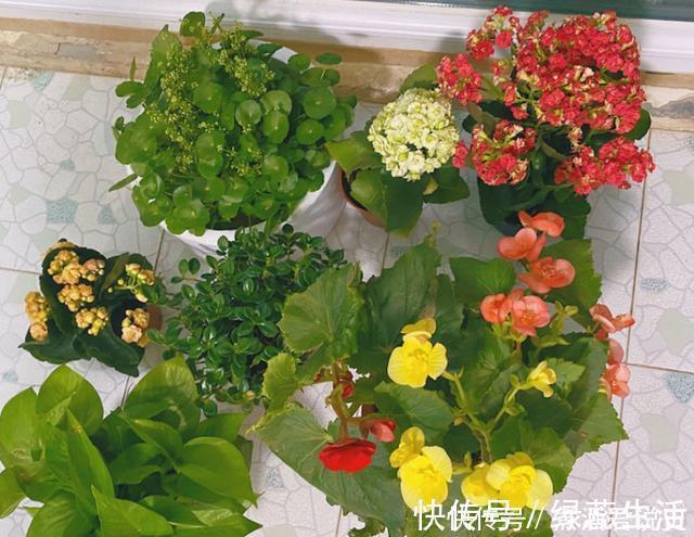 长寿花|扦插最佳时期到了,有这花赶紧插,沾土就能活!